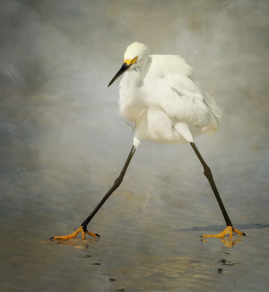 Snowy Egret Stride by Alfred Forns — canvas wall art
