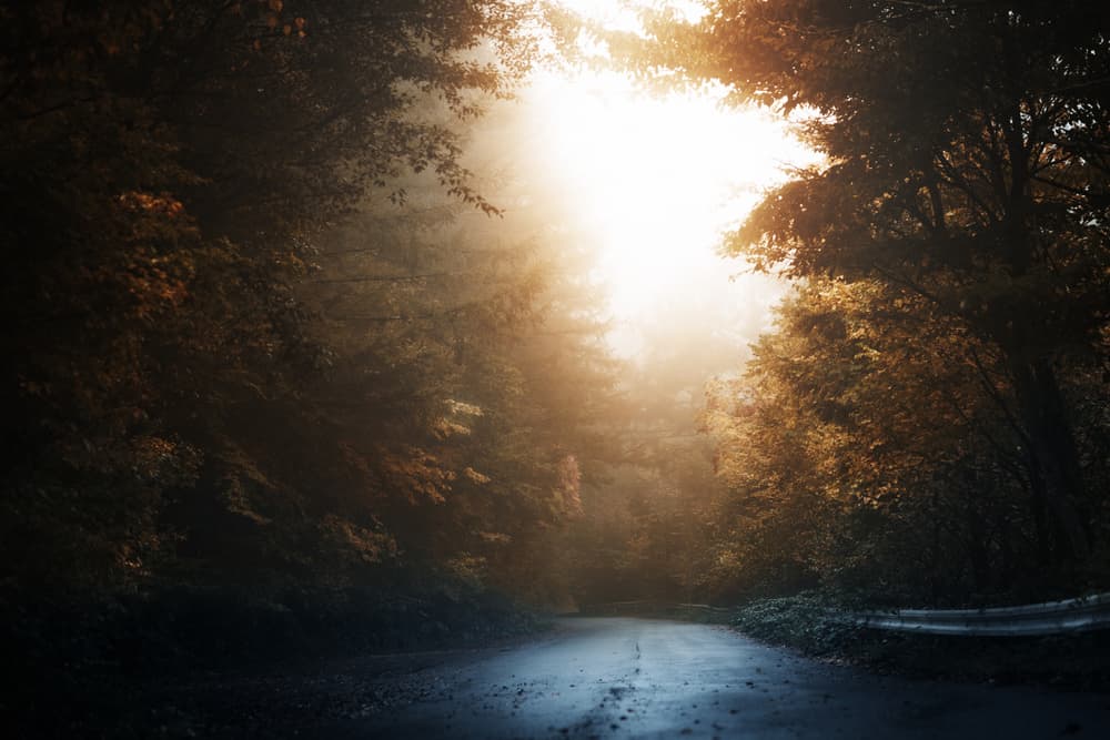 Misty Forest Road by Suzuhiko Suzuki — canvas wall art