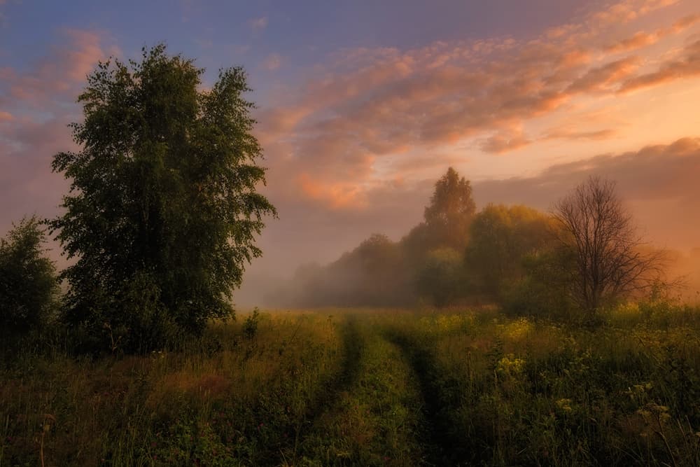 Misty Morning Path by Kirill Volkov — canvas wall art