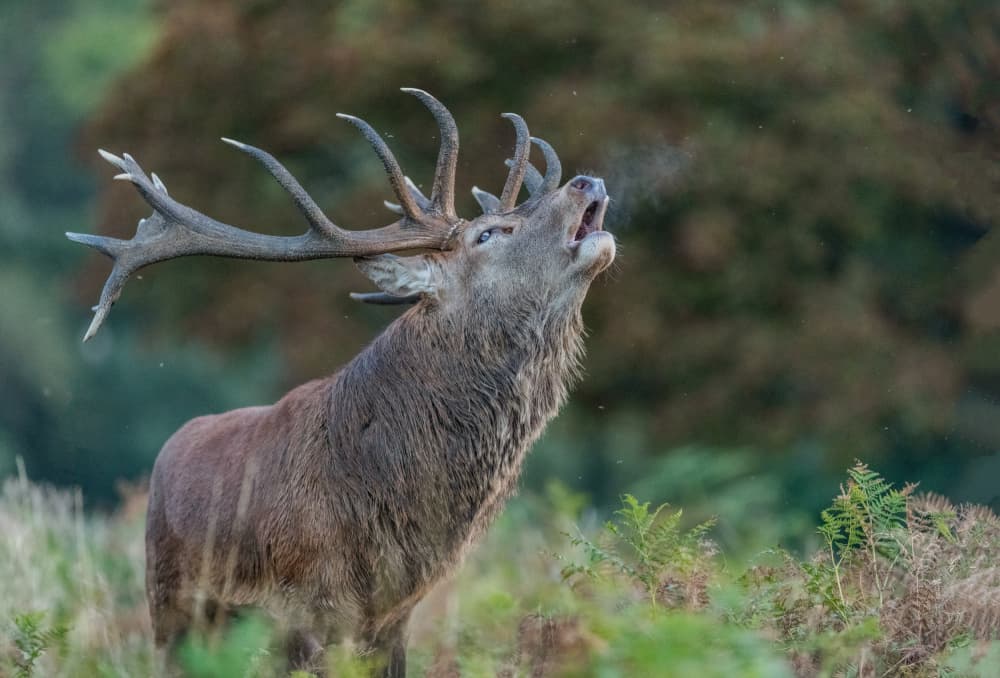 Majestic Stag Roaring by Radojica Jevric fotorax — canvas wall art