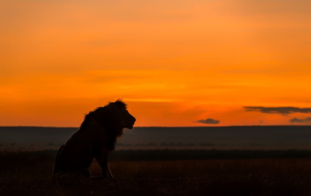 African Sunset Lion by Jie Fischer — canvas wall art