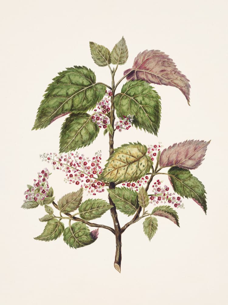 Makomako   Aristotelia Racemosa Drawn By Sarah Featon (1848–1927) by Sarah Featon — canvas wall art