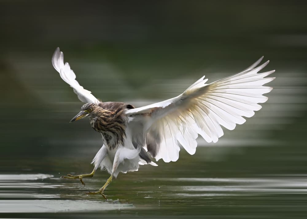 Graceful Heron Landing by Yuanwei Zuo APA — canvas wall art