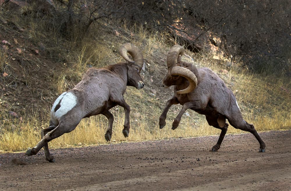 Bighorn Sheep Battle by verdon — canvas wall art