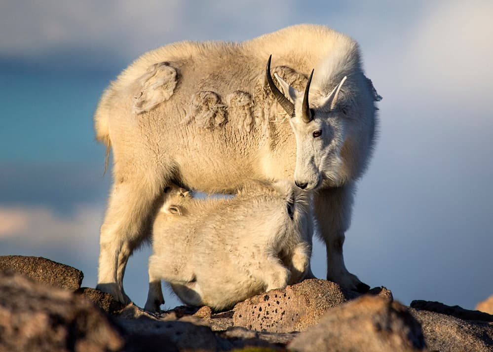 Mother And Baby Goat by verdon — canvas wall art