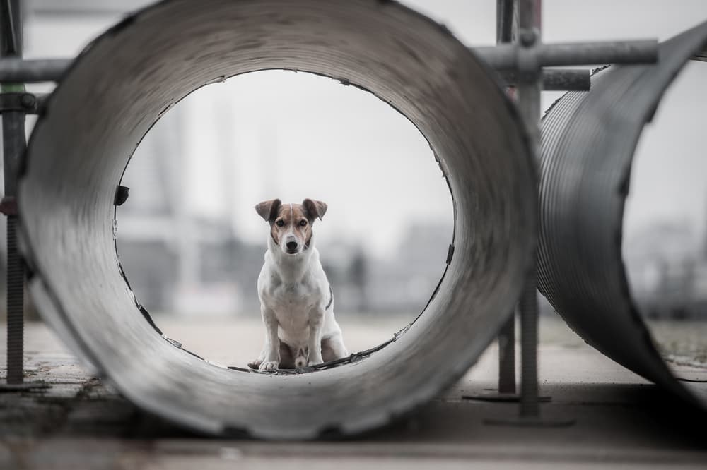 Focused Jack Russell by Heike Willers — canvas wall art