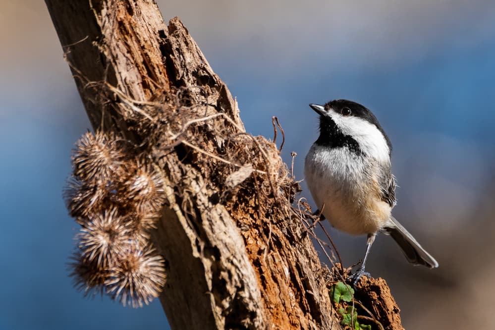 Curious Chickadee Perched by Darlene Hewson — canvas wall art