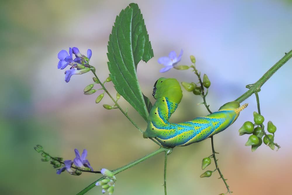 Vibrant Green Caterpillar by Jimmy Hoffman — canvas wall art