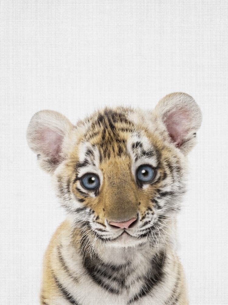 Innocent Tiger Cub by Lila &amp; Lola — canvas wall art