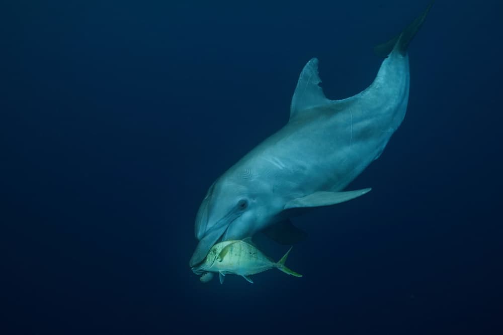 Dolphin's Ocean Catch by Serge Melesan — canvas wall art