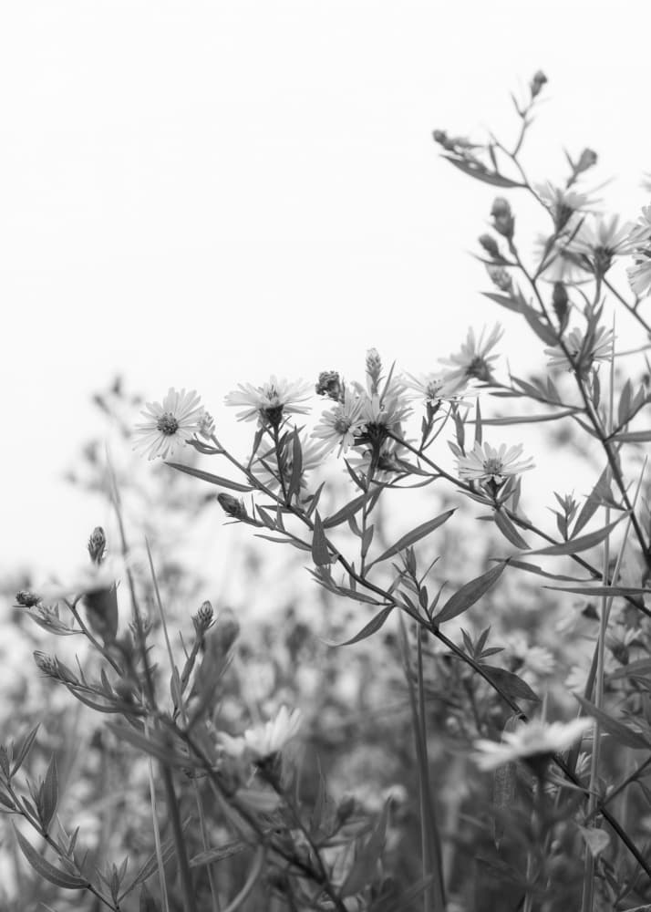 Black and White Wildflowers by Lynann Colligan — canvas wall art
