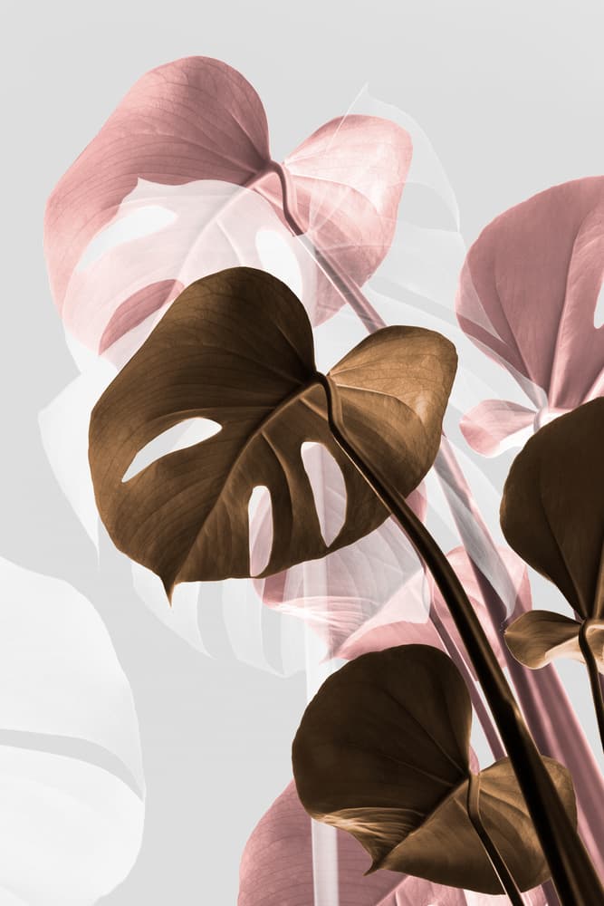 Brown Pink Monstera Leaves by Pictufy Studio III — canvas wall art