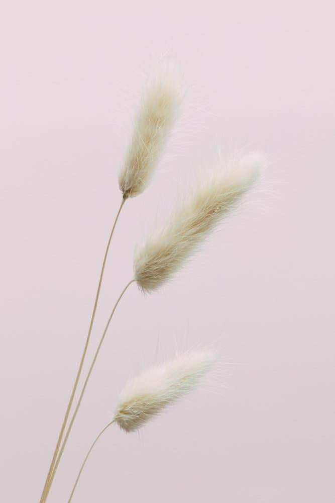 Soft Pink Botanicals by Pictufy Studio III — canvas wall art