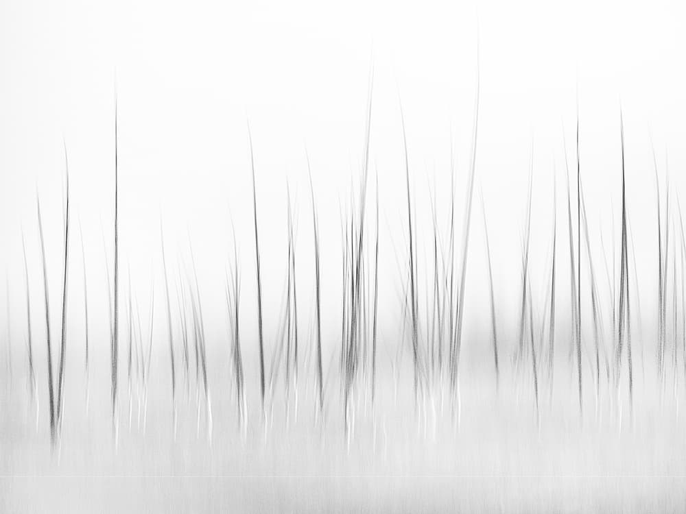 Serene Water Reeds by Charles Lai — canvas wall art