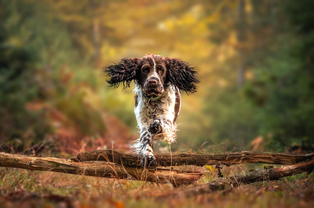 Playful Spaniel Leap by Joško Šimic — canvas wall art