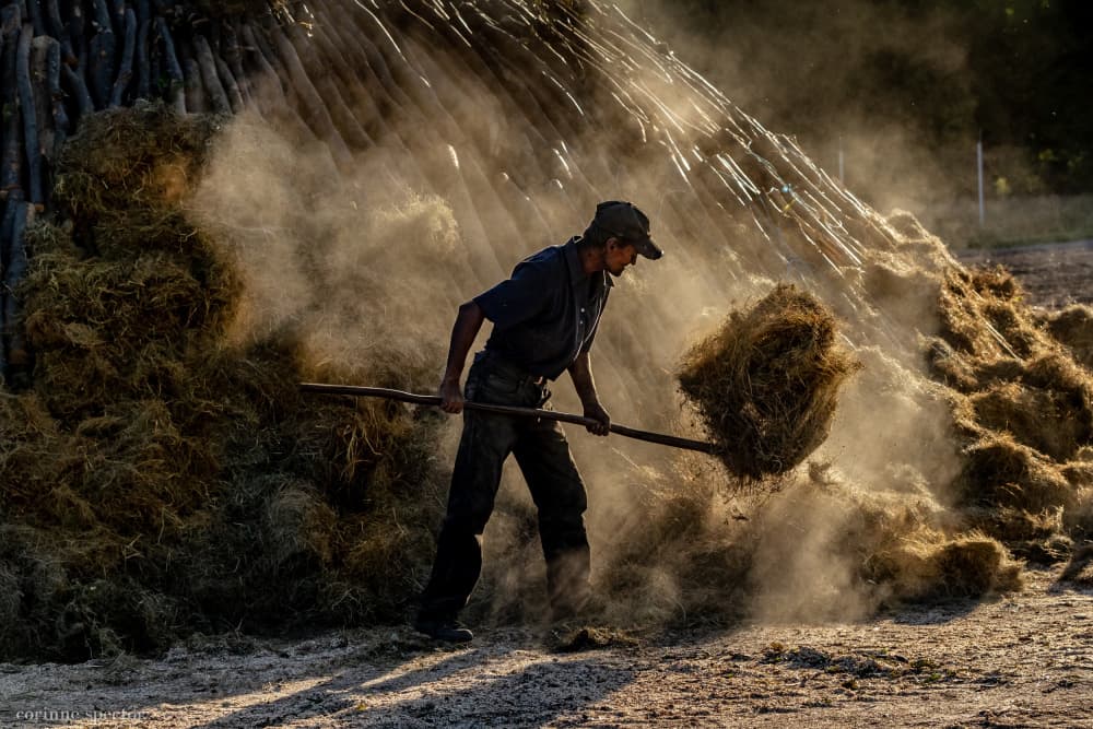 Working in Golden Dust by Corinne Spector — canvas wall art