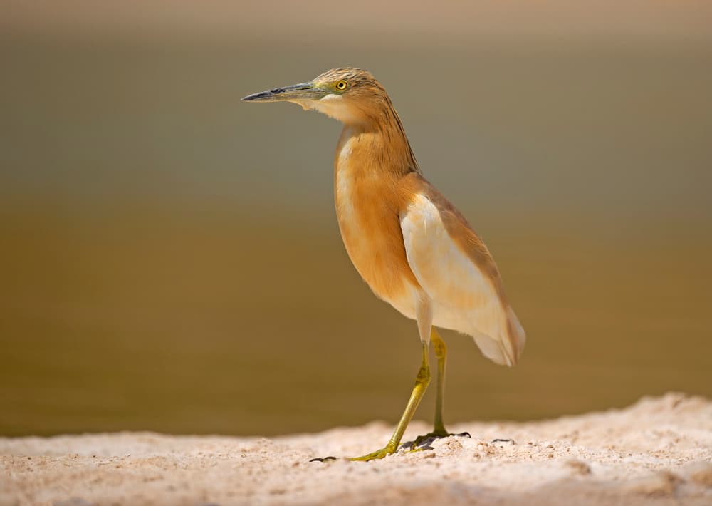 Serene Shore Heron by Shlomo Waldmann — canvas wall art