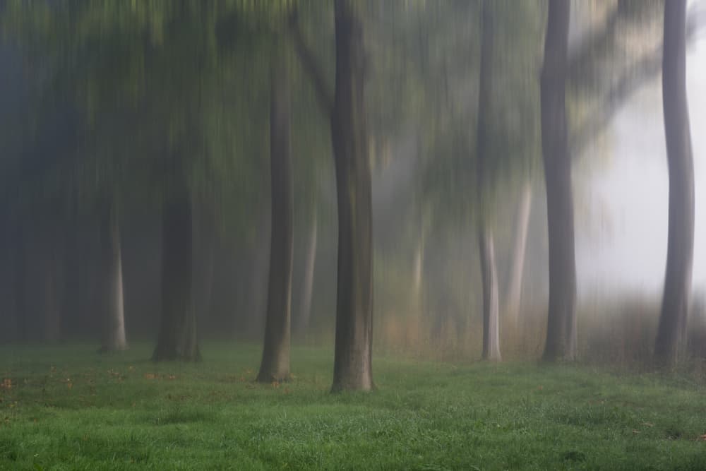 Misty Green Woods by Fred Louwen — canvas wall art