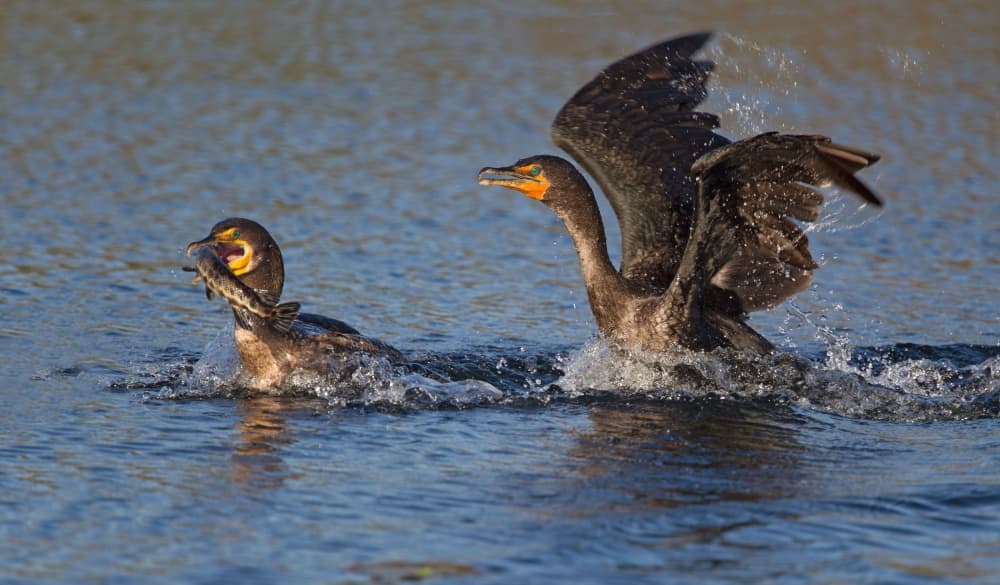 Cormorant Fishing Action by Alfred Forns — canvas wall art