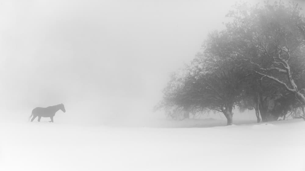 Lone Horse Winter Mist by Tomer Eliash — canvas wall art