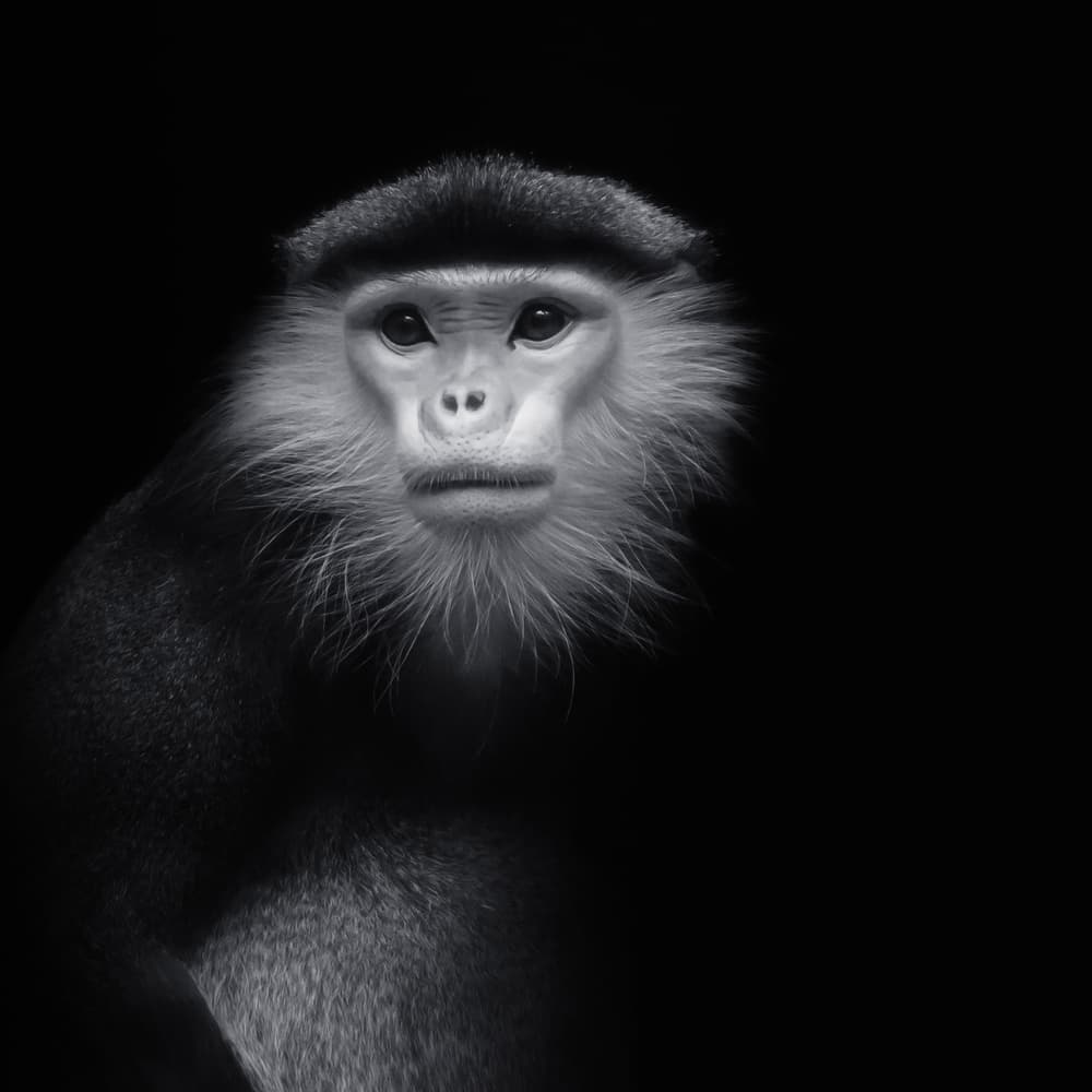 Wise Monkey Portrait by Jörg  Vollrath — canvas wall art