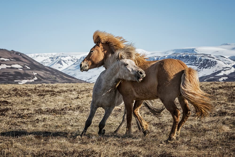 Wild Horses Mountain Play by Bragi Ingibergsson - BRIN — canvas wall art