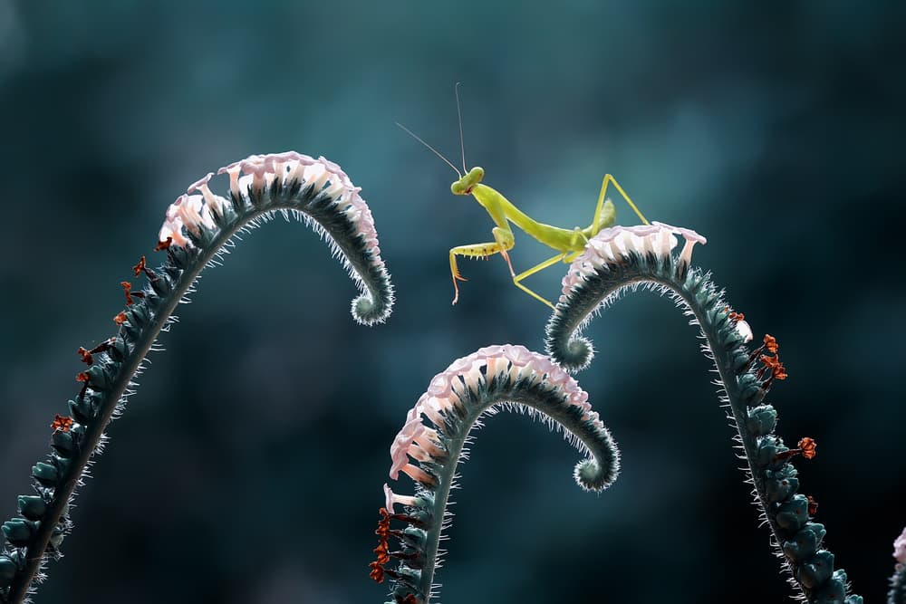 Green Mantis on Fern by Abdul Gapur Dayak — canvas wall art