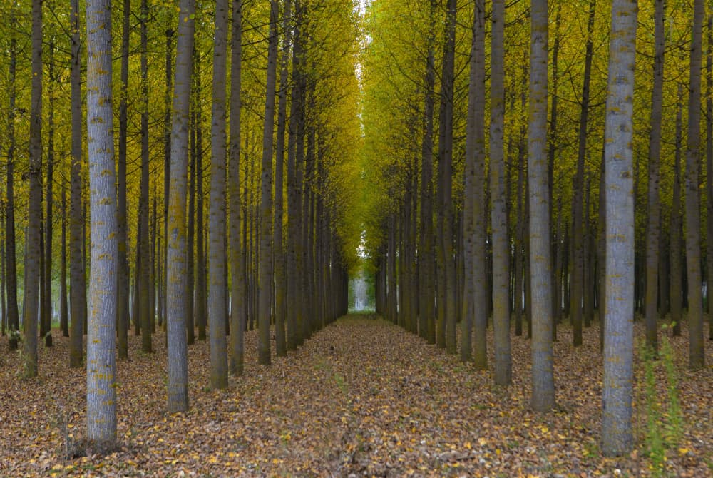 Autumn Forest Path by Juan Antonio Palacios — canvas wall art