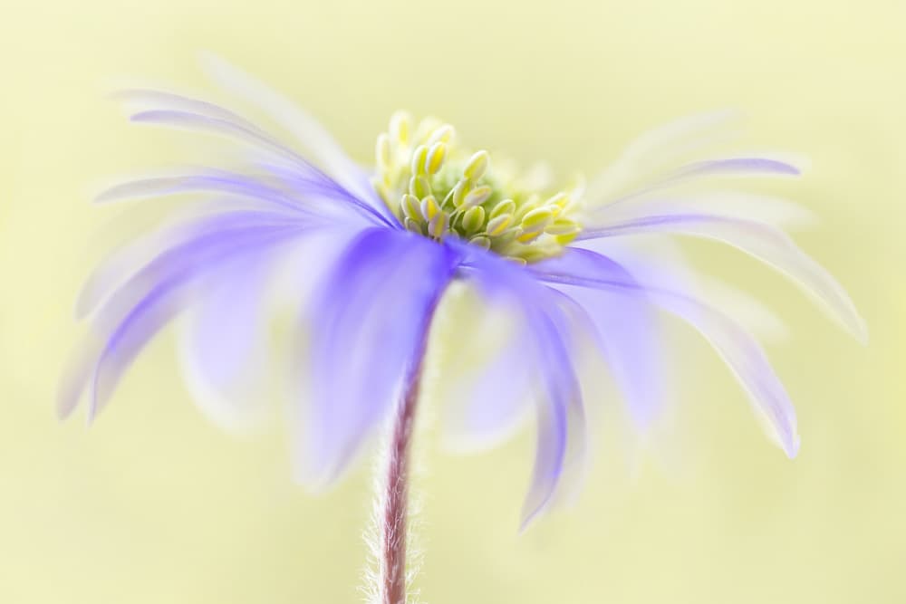 Anemone Blanda by Mandy Disher — canvas wall art