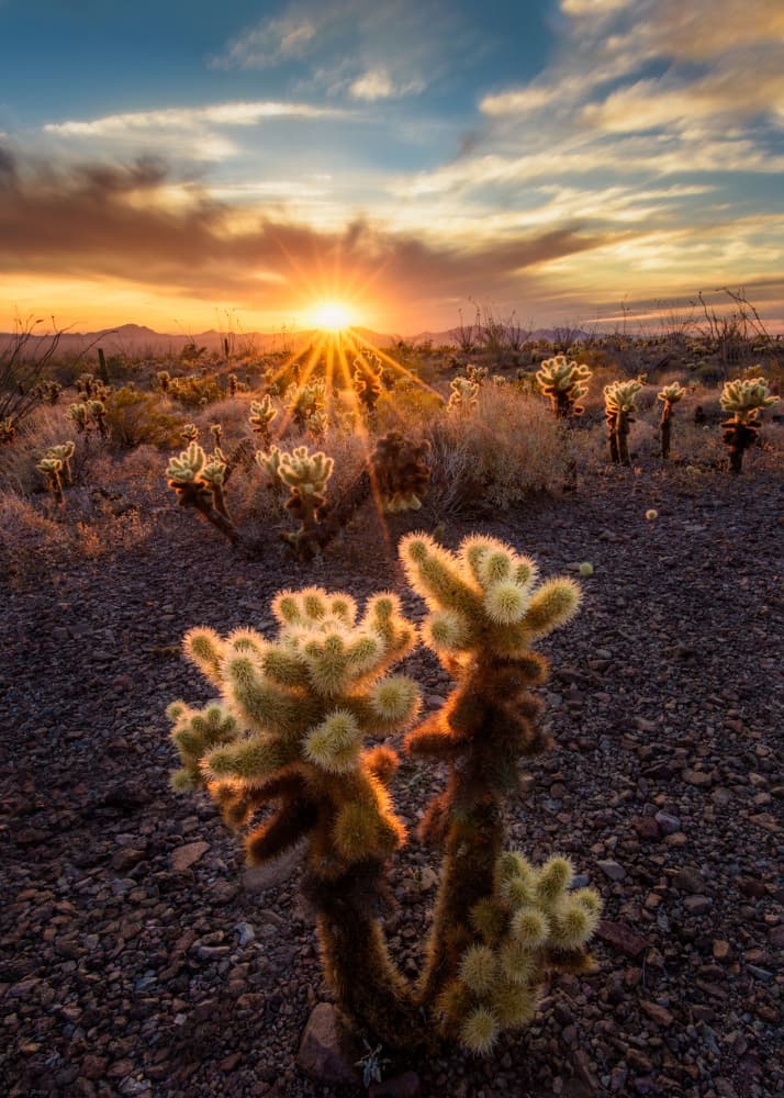 Golden Cholla Sunset by Johnny Zhang — canvas wall art