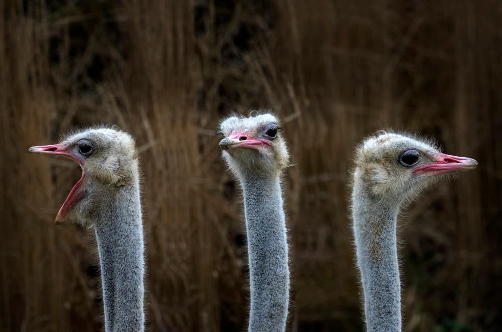Three Curious Ostriches by Michel Romaggi — canvas wall art