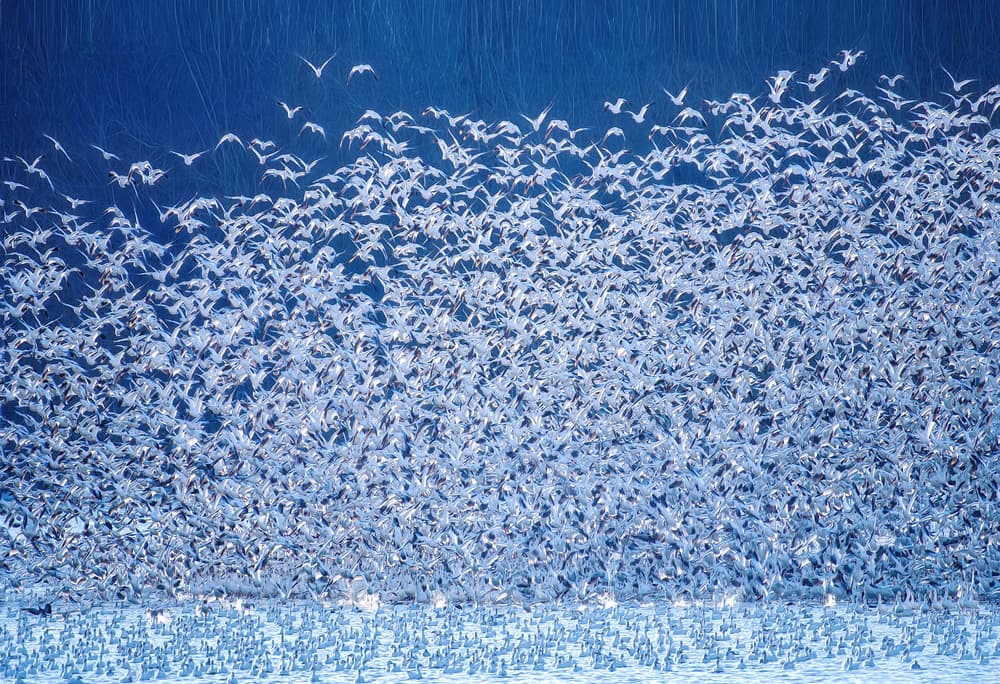 Snow Geese In Flight by Catherine Wang — canvas wall art