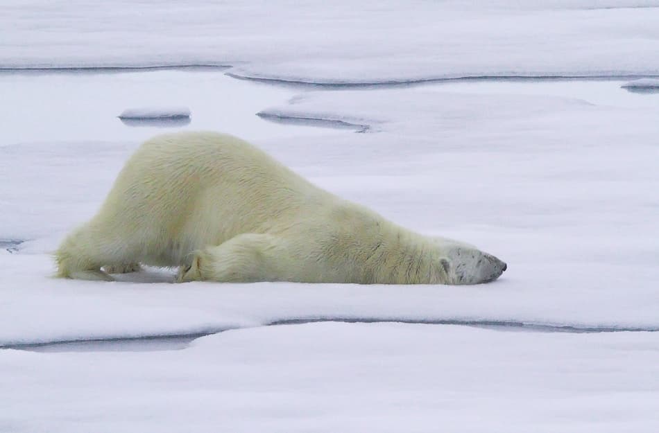 Peaceful Polar Bear by Vadim Balakin — canvas wall art