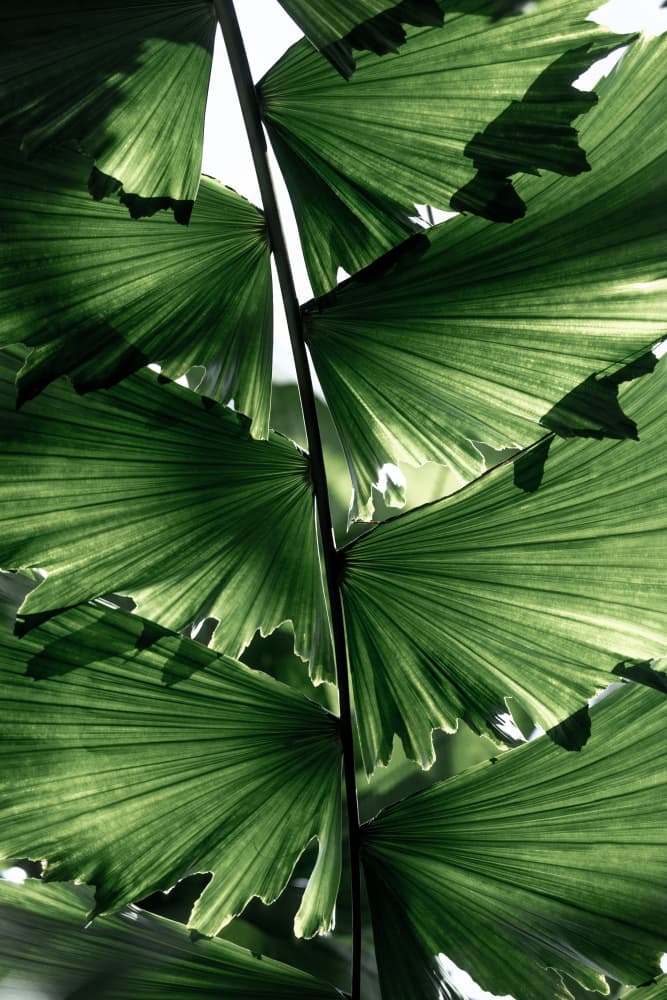 Tropical Green Palm Glow by Mareike Böhmer — canvas wall art