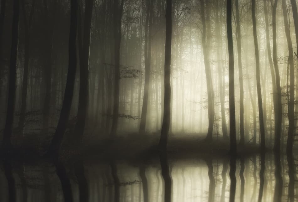 Misty Forest Reflections by Norbert Maier — canvas wall art