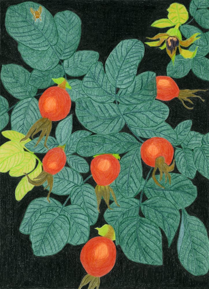 Botanical Rose Hips by Viktoriia Saunina — canvas wall art
