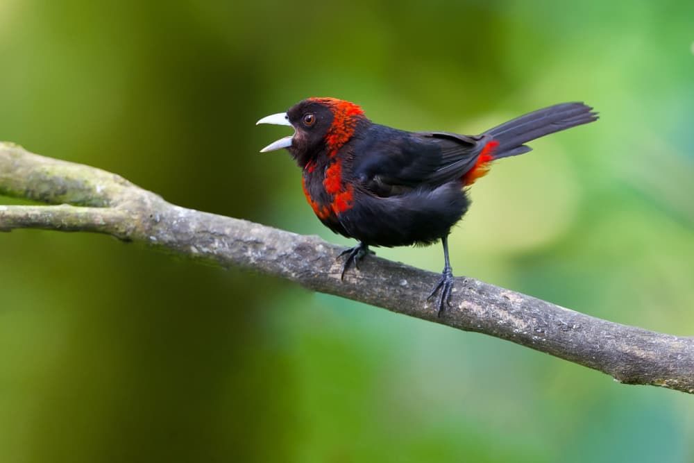 Vibrant Tropical Songbird by David Manusevich — canvas wall art