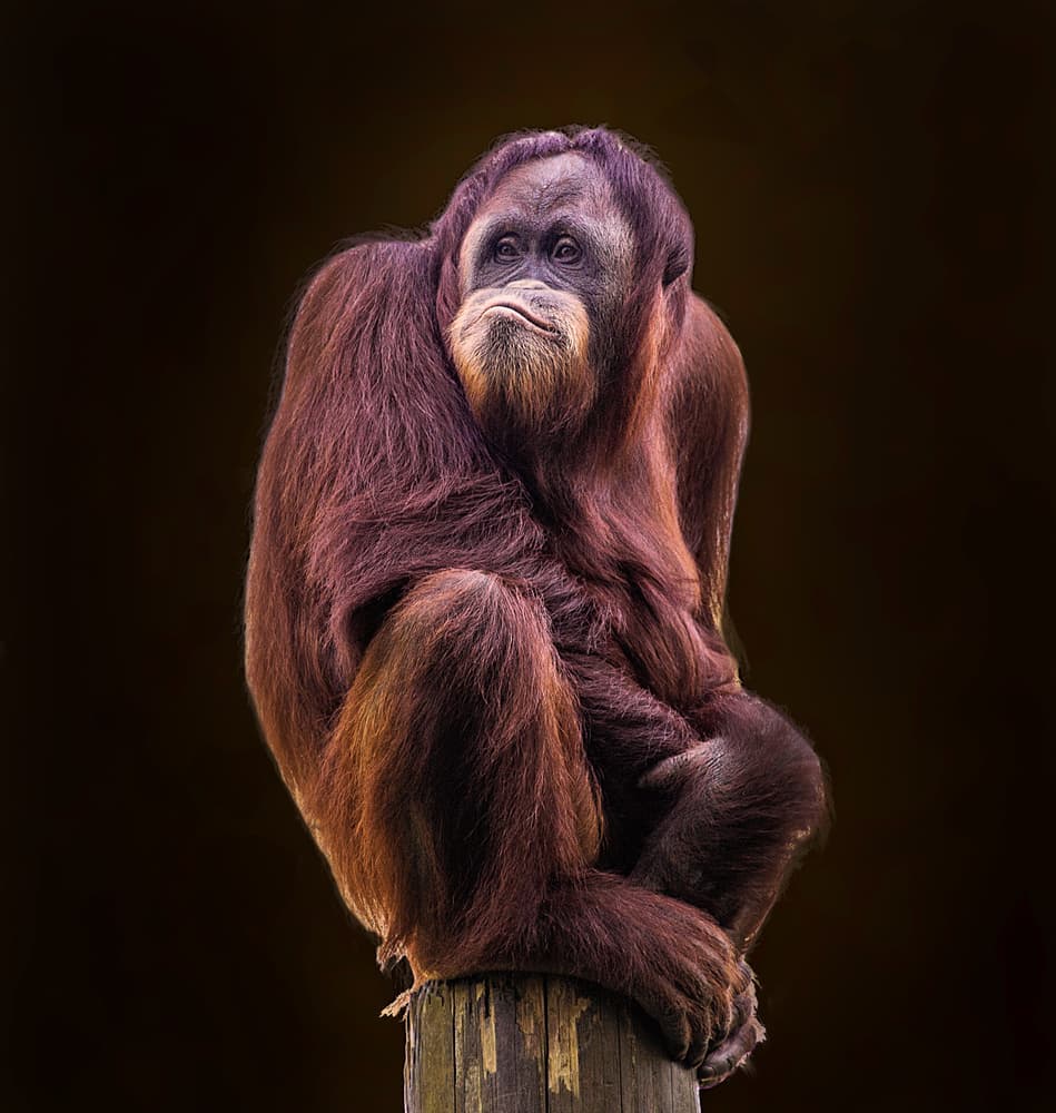 Thoughtful Orangutan Portrait by Juan I. Cuadrado — canvas wall art