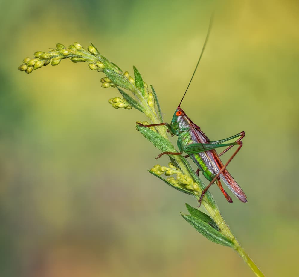 Vibrant Grasshopper Macro by Atul Saluja — canvas wall art