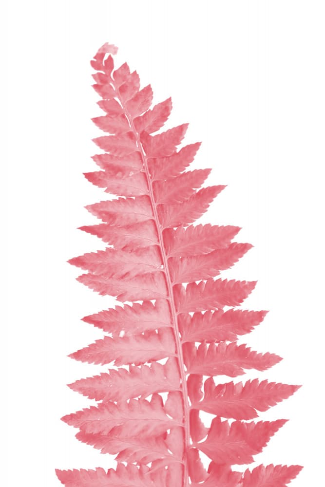 Delicate Pink Fern Leaf by Rosana Laiz Blursbyai — canvas wall art