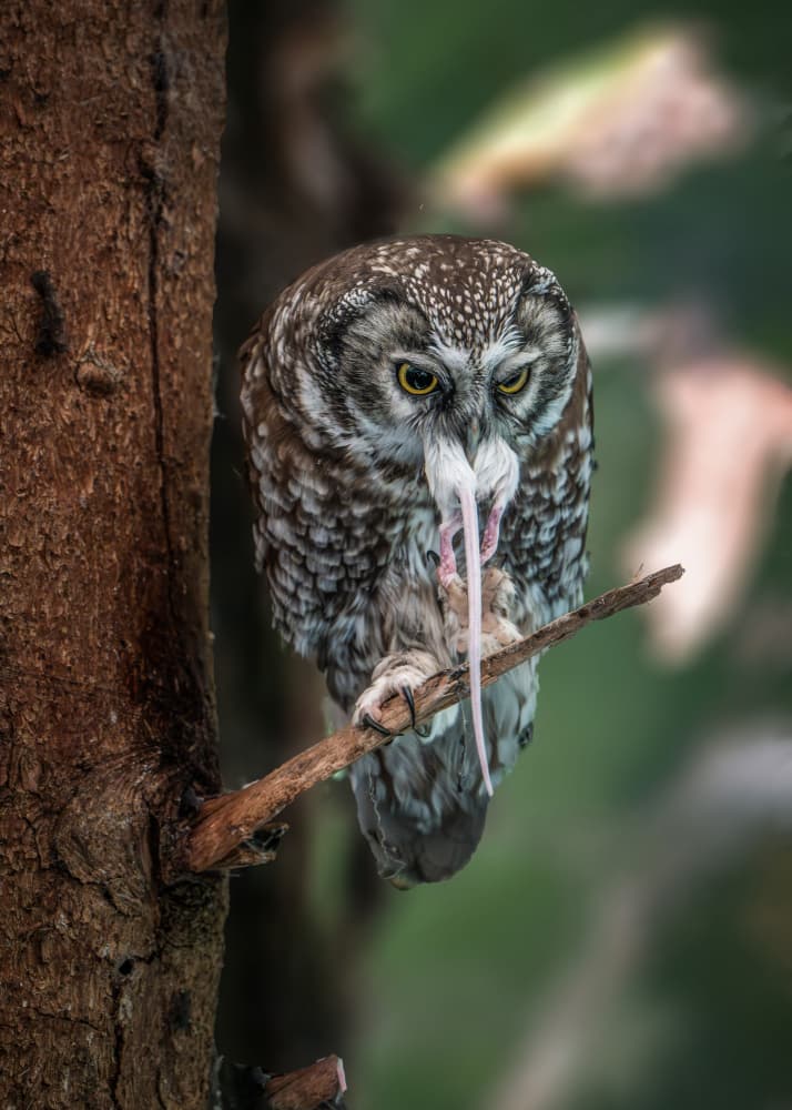 Feasting Forest Owl by Joško Šimic — canvas wall art