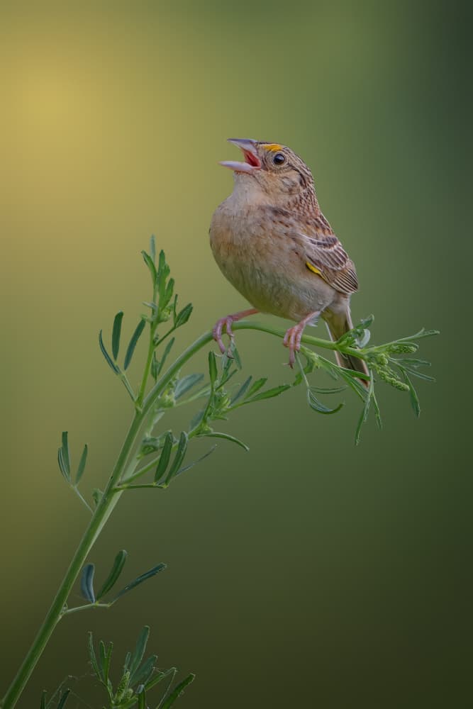 Singing Wild Bird by Jacob (Jian) Xu — canvas wall art