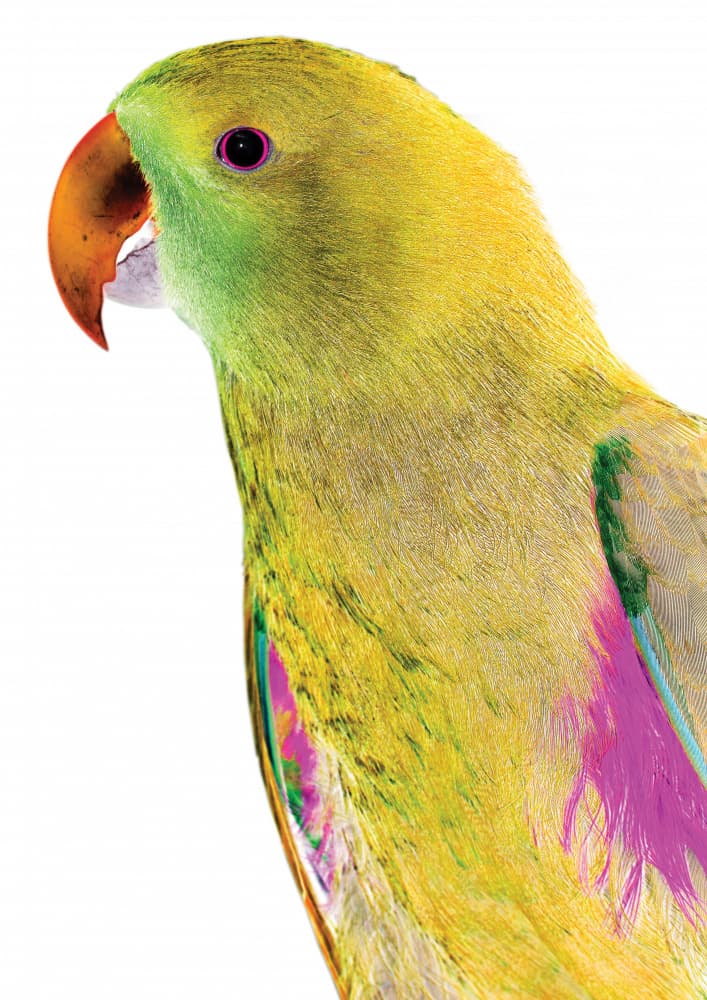 Vibrant Parrot Profile by Shot by Clint — canvas wall art