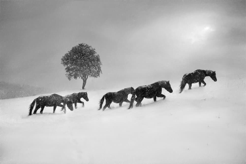 Wild Horses Winter Run by Todor Tanev — canvas wall art