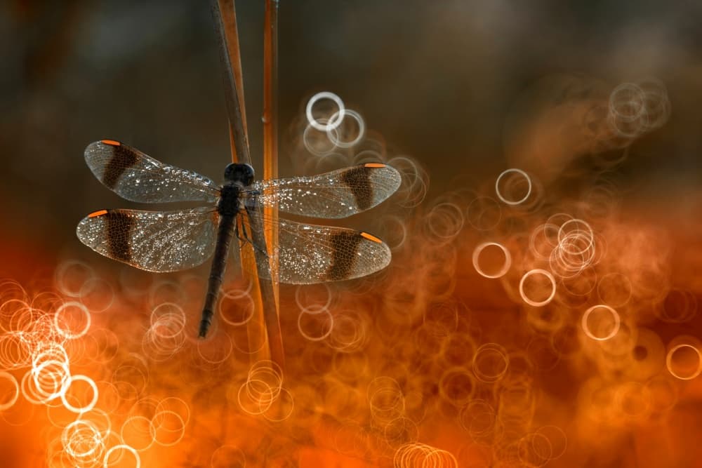 Dragonfly Golden Bokeh by Wil Mijer — canvas wall art
