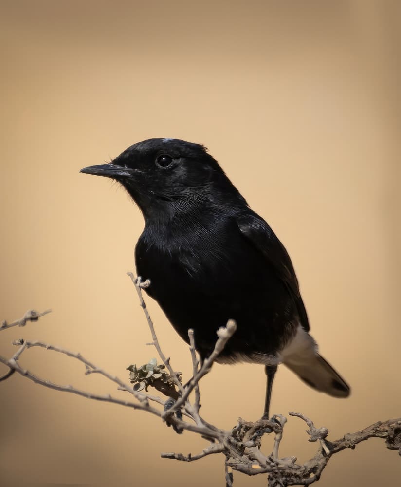 Black Bird On Branch by Bassant Meligy — canvas wall art