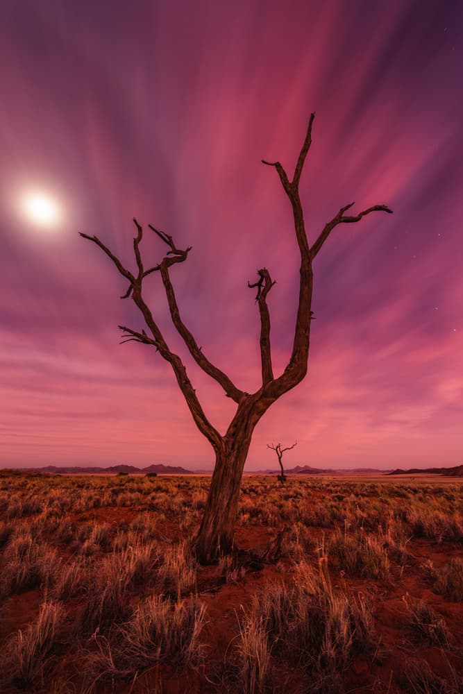 Tree Under Pink Moon by Raymond Hoffmann — canvas wall art