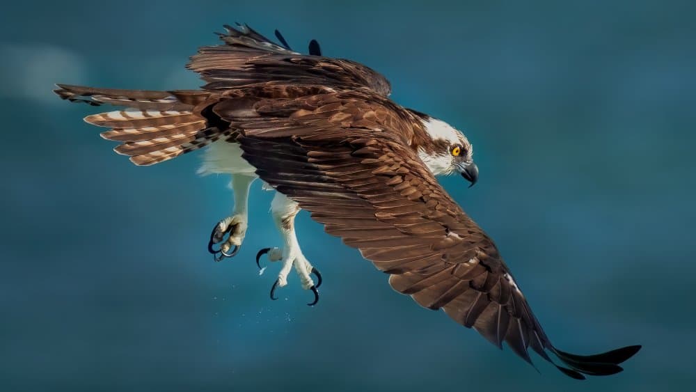 Osprey Mid Flight by Hanping Xiao — canvas wall art
