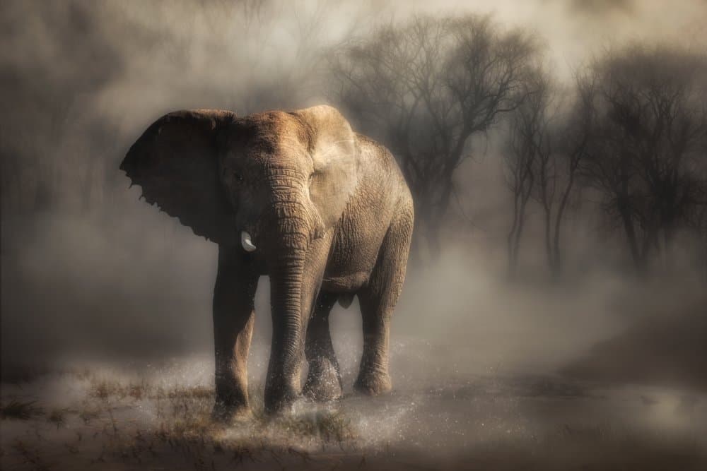 Misty Elephant Walk by Charlaine Gerber — canvas wall art