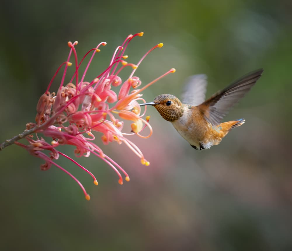 Graceful Hummingbird Bloom by Xiaojian Huang — canvas wall art